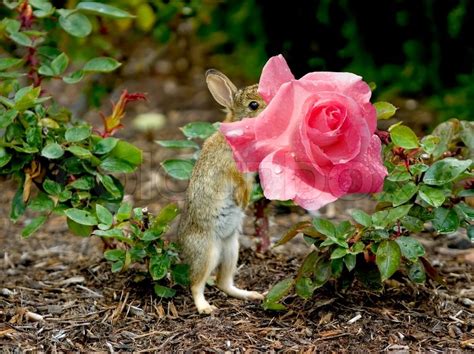 Baby Bunny Eating A Pink Rose Rain Stock Image Colourbox