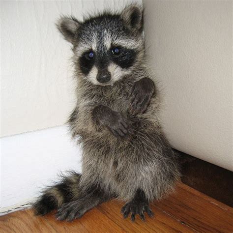 I Love Raccoons Cute Animals Baby Animals Cute Baby Animals