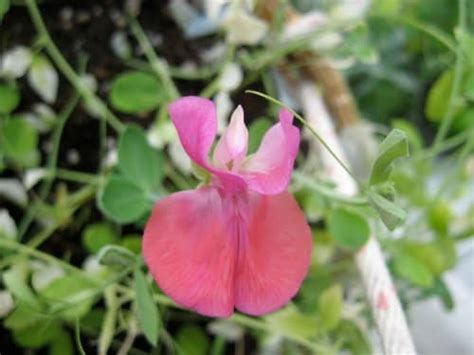 Use them in commercial designs under lifetime, perpetual & worldwide rights. 7 Kinds of Fragrant Flowers for a Sweet-Smelling Garden ...