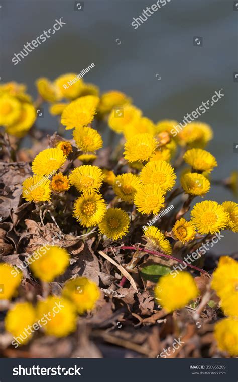 Palmate coltsfoot pearly everlasting piggyback plant; Coltsfoot Medicinal Plant Tussilago Farfara Stock Photo ...