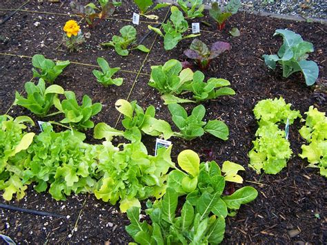Many rural (and even some urban) vegetable gardeners have trouble with deer munching on their precious vegetables. KeeWee's Garden: My fenced deer proof vegetable garden