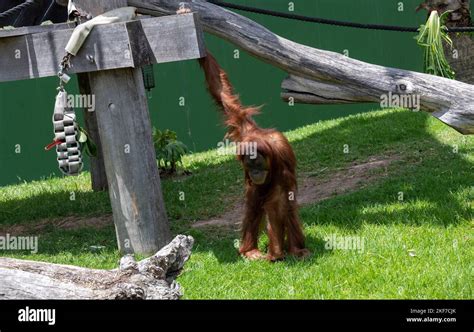 A Sumatran Orangutan Pongo Abelii At Sydney Zoo In Sydney Nsw