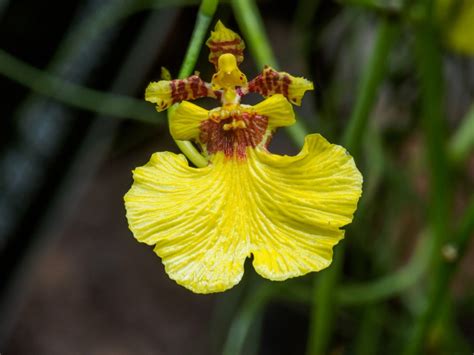 What Is An Oncidium Orchid Information About Oncidium Orchid Care