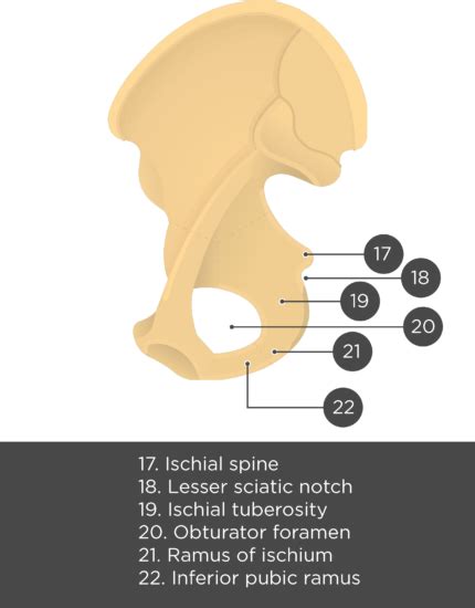 Hip Bone Anatomy Medial Or Internal Markings