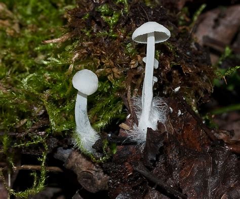 Tiny White Mushrooms Flickr Photo Sharing