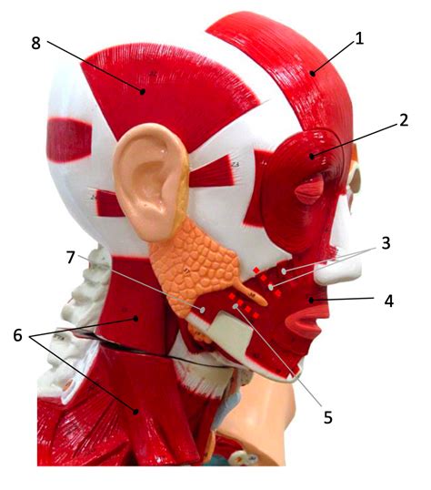 Lateral View Of The Muscles Of The Head Diagram Quizlet