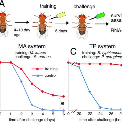 Experimental System Of Drosophila Immune Training A Schematic