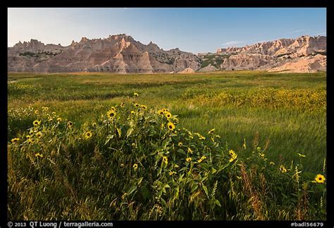 Picturephoto Sunflowers Meadow And Badlands Late Afternoon