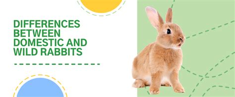 Differences Between Domestic And Wild Rabbits 5 Fun Facts Small Pet Select