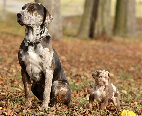 Catahoula Leopard Dog Breed Information Pictures Characteristics
