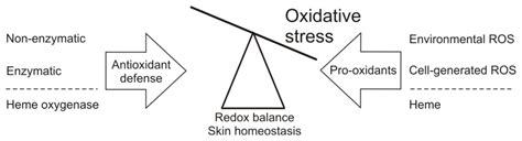 Ijms Free Full Text Targeting The Redox Balance In Inflammatory Skin Conditions Html