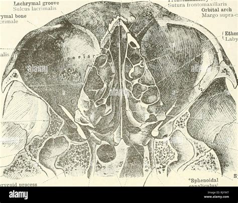 Foramen Rotundum Stockfotos Und Bilder Kaufen Alamy