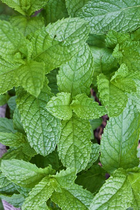4 Tips To Control Mint In The Garden Herbal Academy