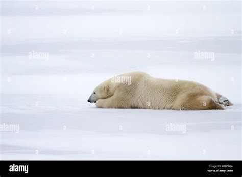 Polar Bear Lying Down In The Snow Stock Photo Alamy