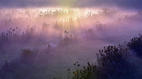 2560x1440 Morning Fog Meadow Fields Flowers 1440p Resolution Hd 4k