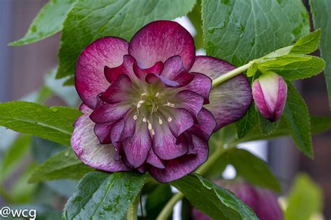 Hooray The Hellebores Are Here The Diary Of A Wheelchair Gardener