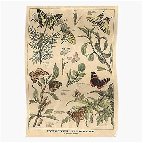 Butterfly Vintage Cottagecore Chart Retro Regalo Para La Decoración Del