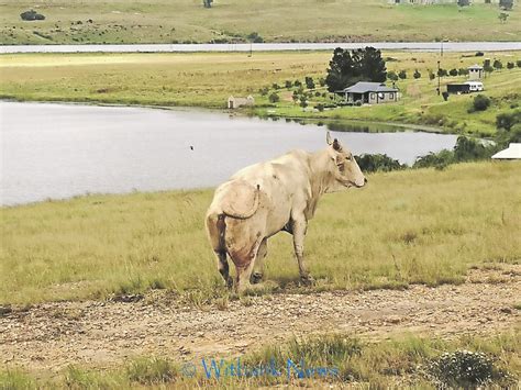 Police Recover The Three Stolen Cows From Rietfontein Witbank News