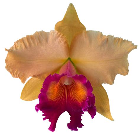 Free Cattleya Flor Planta Png With Transparent Background