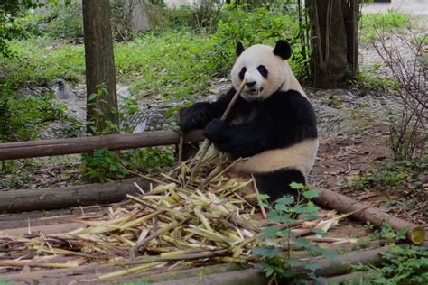 Giant Panda Research Center In Chengdu China