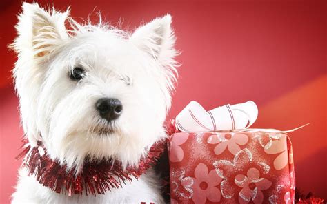 Cute Christmas Dog Hd Desktop Wallpaper Widescreen High Definition