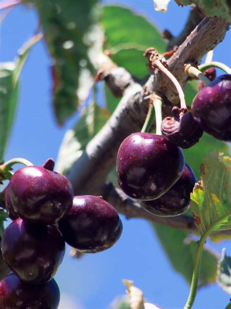 Black York Sweet Cherry Tree Bare Root For Sale Gardeners Com