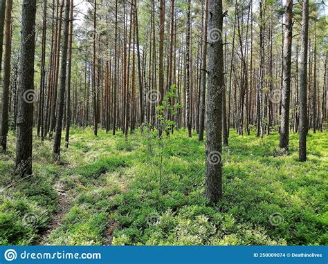 Rekyva Forest During Sunny Summers Day Stock Photo Image Of Miskas