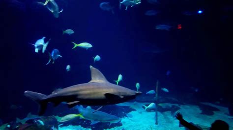 Top 5 Reasons To Visit The Virginia Aquarium Cochran Writing And Editing