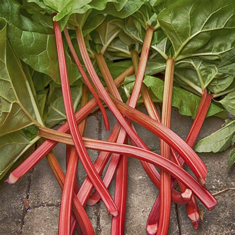 Rhubarb Poisons A To Z Northern New England Poison Center