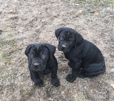 Come view our selection of cane corso puppies that we have for sale or see our many award winning we have limited litters of cane corso puppies every year because our breeding processes are so meticulous. Atlantean Cane Corso | Cane Corso Breeder | Columbus, Ohio