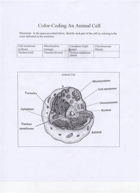 Check spelling or type a new query. Printable Plant and Animal Cell | Printable cell ...
