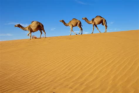 Saudi Arabia Desert Camels