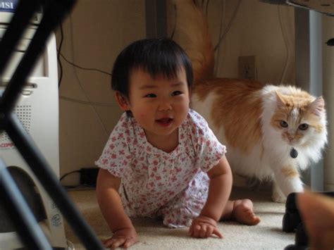 Three little kittens they lost their mittens and they began to cry oh, mother, dear, we sadly fear our mittens we have lost what?! 6 Myths About Cats and Babies