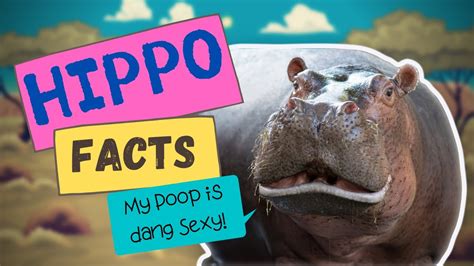 Hippo Facts Fascinating Things About Hippos You Probably Dont Know