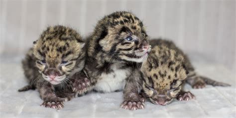 Nashville Zoo Is Pleased To Announce The Births Of Two Litters Of