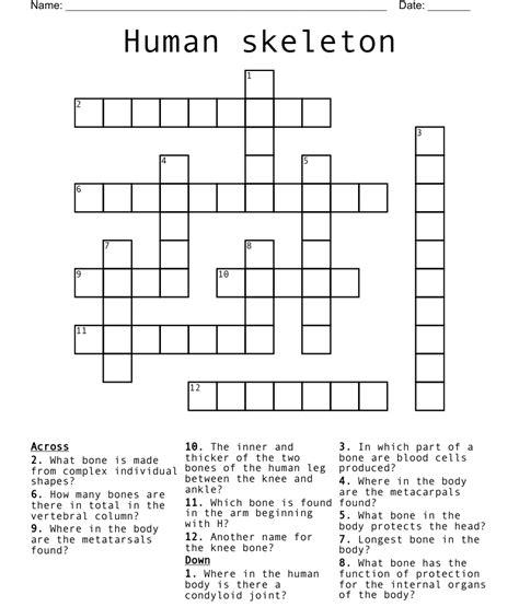 Human Skeleton Crossword Wordmint