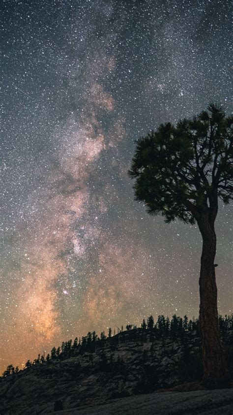 750x1334 Silhouette Milky Way Tree Landscape Starry