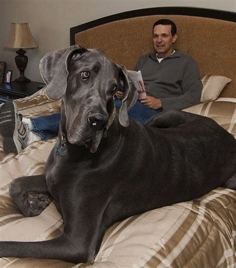 Best 25 Biggest Dog Ideas On Pinterest Largest Mastiff Breeds