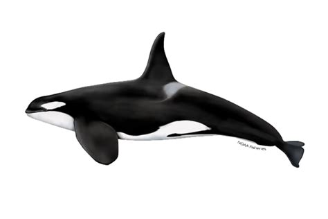 How To Draw A Baby Killer Whale