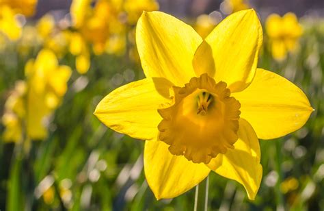 15 Great Types Of Daffodils