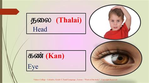 Install the software package relevant to the operating system you use and activate the correct keyboard layout from windows control panel. Body Parts In Tamil And Sinhala : Coreldraw 12 Sinhala Lanig Page 1 Line 17qq Com : Both tamil ...