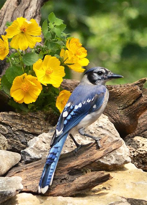 Blue Jay With Yellow Flowers Birds And Blooms