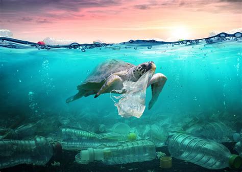 19 Interessante Fakten über Plastikmüll ᐈ Millionenfakten