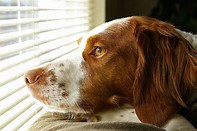 Image result for pic brittany spaniel