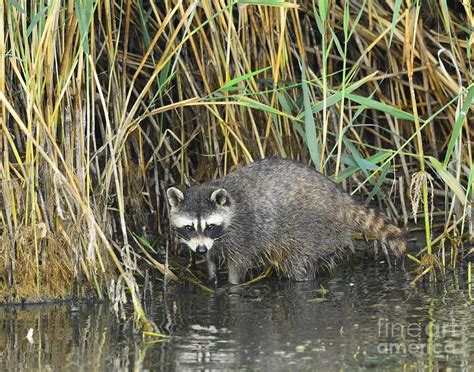 Common Raccoon Hunting Photograph By Dennis Hammer Fine Art America