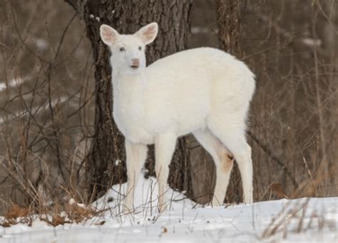 Rare Albino Deer Caught On Video In Michigan