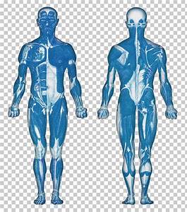 Chart Of Human Muscular System A Visual Reference Of Charts Chart Master