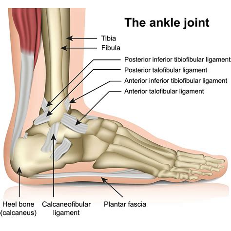 Ligaments Of The Lateral Ankle Injury To Any Of These Ligaments May Occur When The Foot