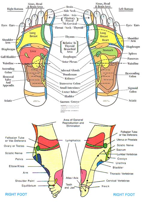 These points, often found on your feet and hands, are connected directly to the body's glands and organs. Kenkoh :: Kenkoh Health & Fitness Blog :: Reflexology and ...