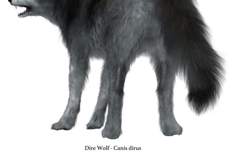 What Is A Dire Wolf Dire Wolf Facts Facty